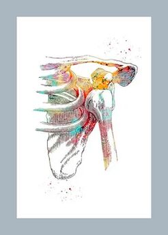 Mellora da microcirculación no tecido articular e muscular