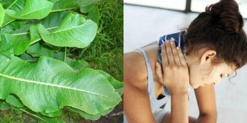 As follas de rábano picante son boas para tratar a osteocondrose.